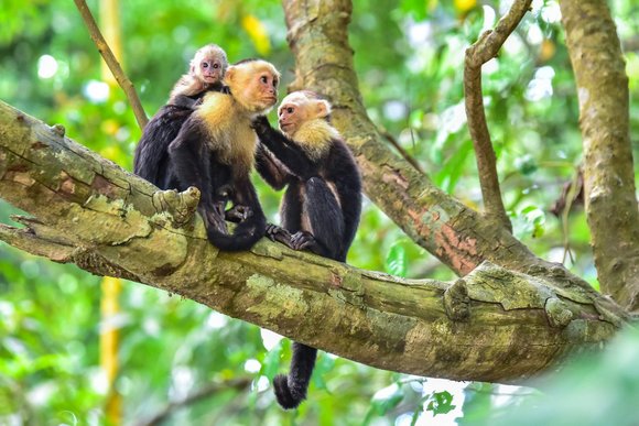 Manuel Antonio National Park