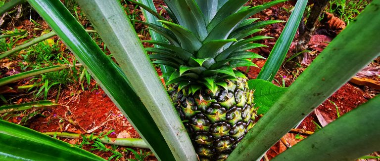 pina